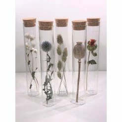 Muno Dried Flowers In A 20cm Tube Display