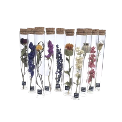 Muno Dried Flowers In A 20cm Tube Display
