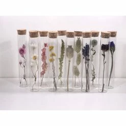 Muno New Dried Flowers In A 15cm Tube Display