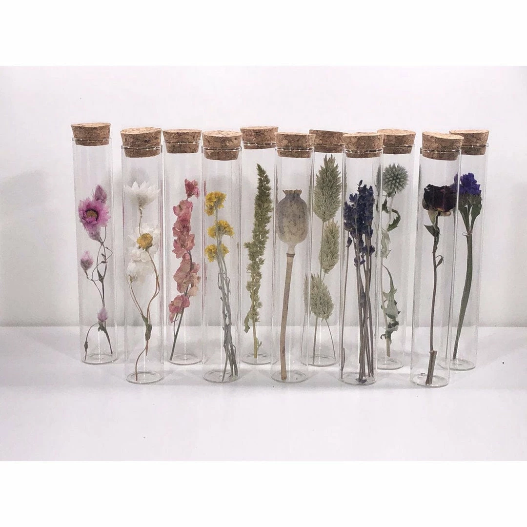Discount 🤩 Muno New Dried Flowers In A 15cm Tube Display 👏 2 Muno New Dried Flowers In A 15cm Tube Display