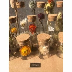 Best Pirce ๐งจ Muno Dried Flowers In A 7cm Tube Display New โจ 5 Muno Dried Flowers In A 7cm Tube Display New